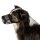 Ein Hund mit einem schwarzen Giftköderschutz / Giftködermaulkorb