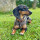 "X-SMALL" Halsband aus Fettleder für kleine Hunde, dunkel-braun, 25cm, Messing