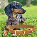 Ein kleiner Dackelmix mit einem sehr leichten Halsband aus Fettleder