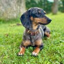"X-SMALL" Halsband aus Fettleder für kleine Hunde, schwarz 26cm, Edelstahl