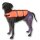 Ein Hund der eine Rettungsweste / Schwimmweste trägt