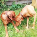 Zwei Hunde mit angelegtem Halsband aus dunkelbraunem Fettleder, hellbraun unterlegt