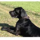 Fettleder Halsband - Hetzhalsband "MAMMUT" mit Griff / 70er