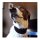 Ein Hund mit angelegtem Windhundehalsband in schwarz