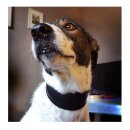 Ein Hund mit angelegtem Windhundehalsband in schwarz