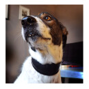 Ein Hund mit angelegtem Windhundehalsband in schwarz