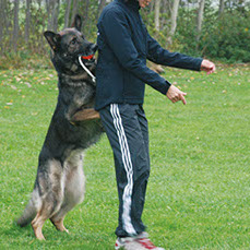 Ein Schäferhund beim Training mit dem Top-Matic Ball